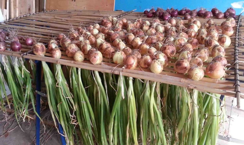 Harvested bulbs from onion farm