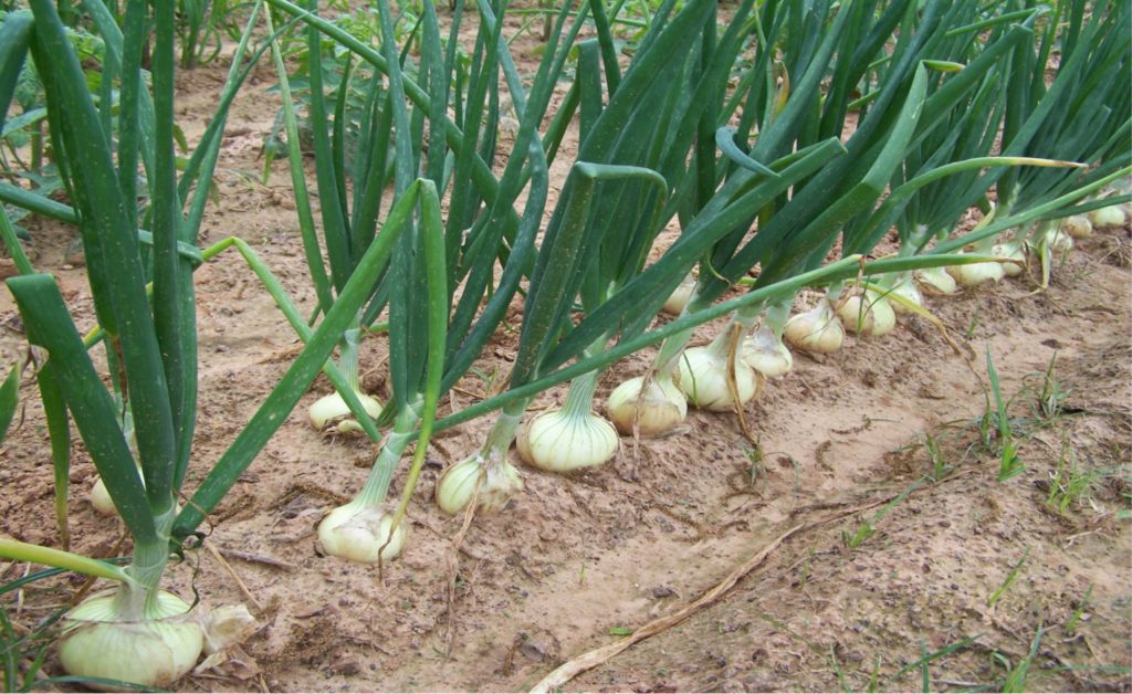 Planted crops in an onion farm