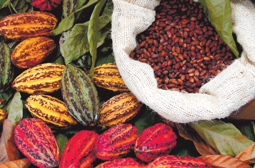 Cacao production in the Philippines